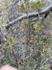 Brachyloma ericoides