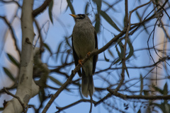 Manorina melanocephala
