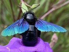 Xylocopa nasalis