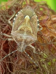 Dolycoris baccarum