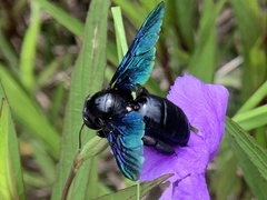 Xylocopa nasalis