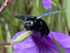 Xylocopa nasalis