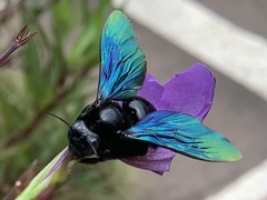 Xylocopa nasalis