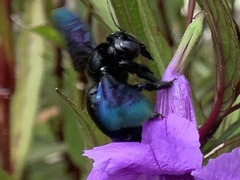 Xylocopa nasalis