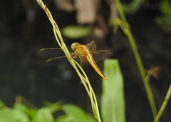 Crocothemis servilia
