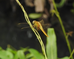 Crocothemis servilia