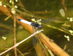Orthetrum triangulare