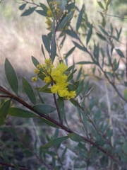 Acacia buxifolia