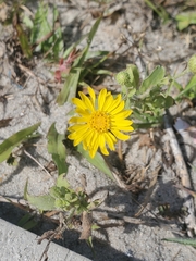 Heterotheca subaxillaris