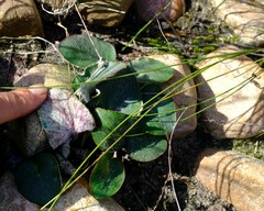 Pelargonium asarifolium