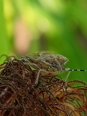 Dolycoris baccarum