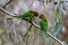 Glossopsitta concinna