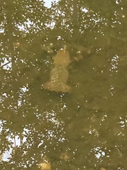 Pacifastacus leniusculus