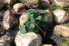 Pelargonium asarifolium