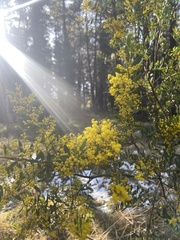 Acacia buxifolia