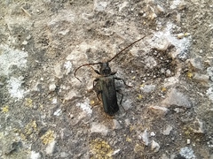 Phymatodes testaceus