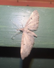Eupithecia miserulata