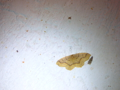 Lambdina fiscellaria