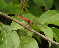 Crocothemis servilia