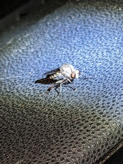 Heteropogon macerinus