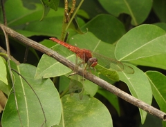 Crocothemis servilia