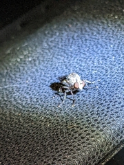 Heteropogon macerinus