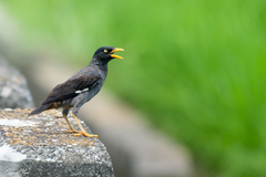 Acridotheres javanicus