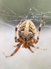 Neoscona arabesca