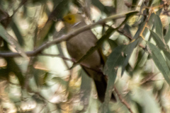 Ptilotula penicillata