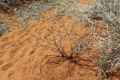 Trachyandra bulbinifolia