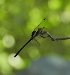 Agrionoptera longitudinalis biserialis