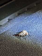 Heteropogon macerinus