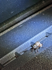Heteropogon macerinus