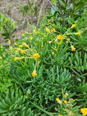 Senecio sarcoides
