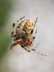 Neoscona arabesca