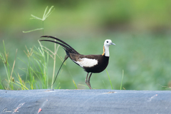 Hydrophasianus chirurgus