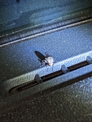 Heteropogon macerinus