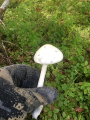 Amanita virosa