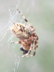 Neoscona arabesca
