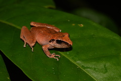 Pristimantis reichlei