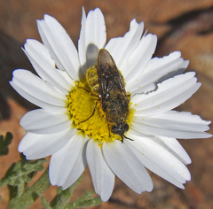 Lasiopa peleteria