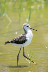 Himantopus himantopus