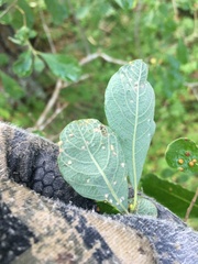 Aculus