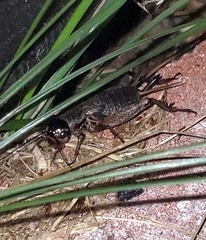 Gryllus