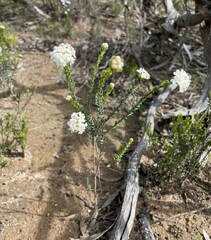 Pimelea flava dichotoma