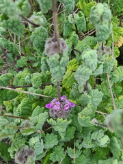 Pseudodictamnus africanus
