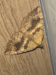 Camptogramma bilineata