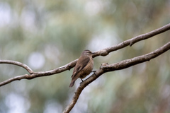 Climacteris picumnus