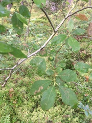 Salix aurita