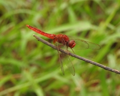 Crocothemis servilia